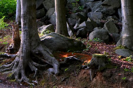 Log nature old