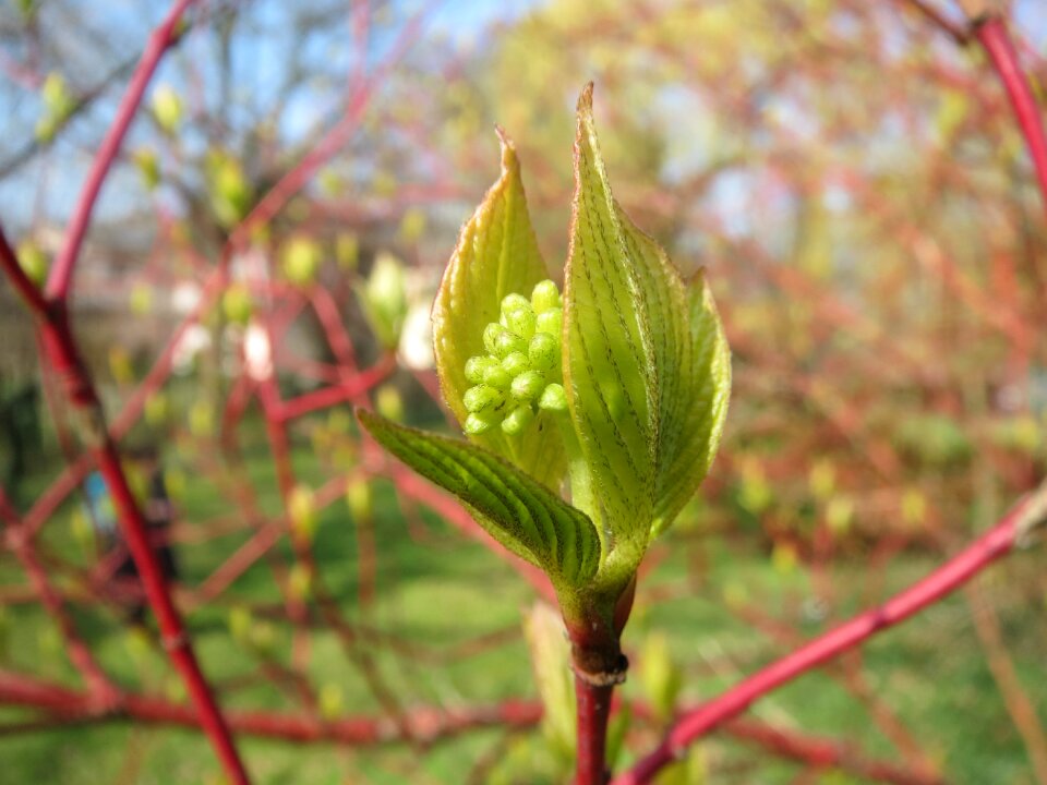 Flora botany plant