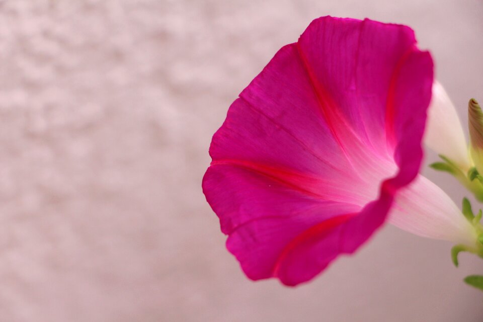 Fragile flowers nature