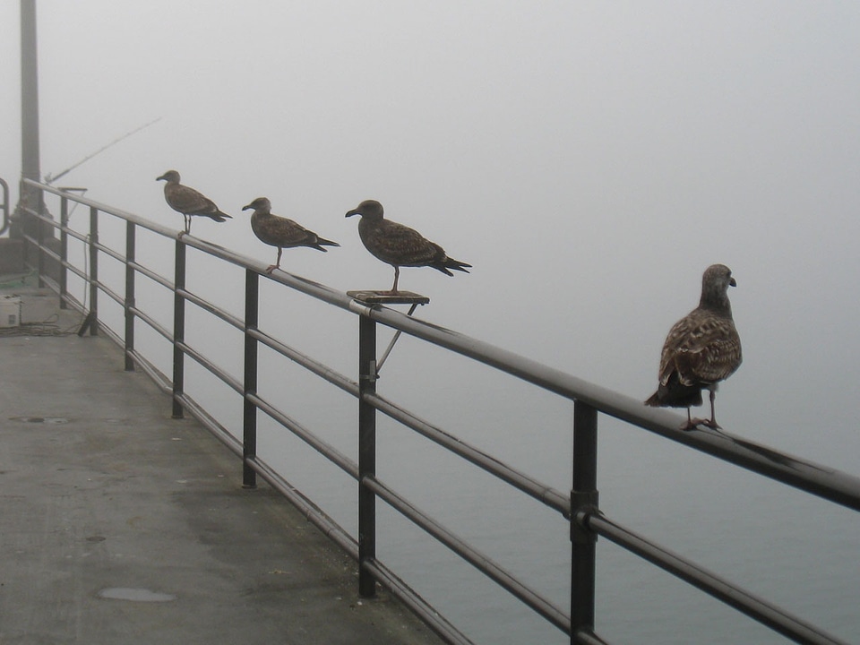 Pier california huntington