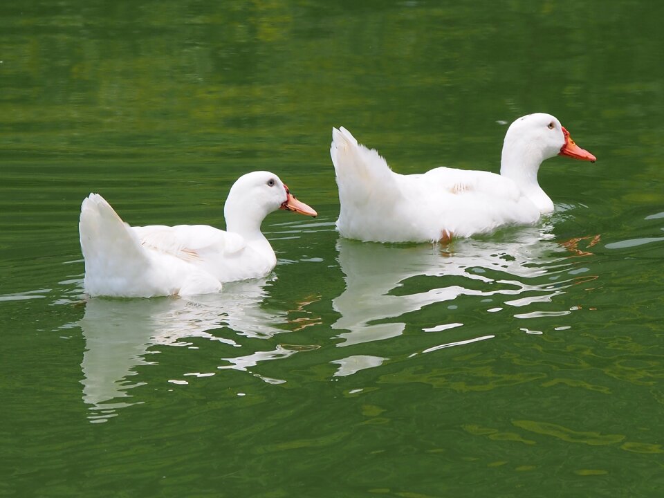 White beijing duck gone with the