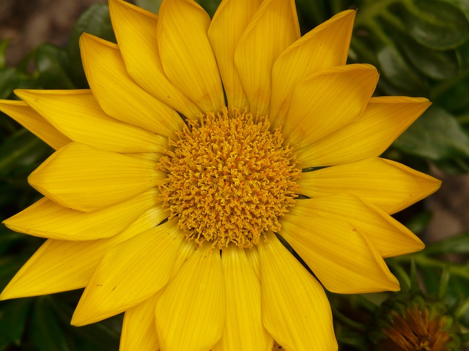 Sonnentaler flora yellow