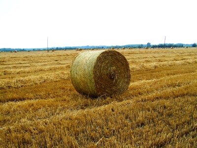 Harvested wheat field straw bale summer photo