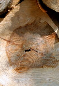 Lumber tree wooden