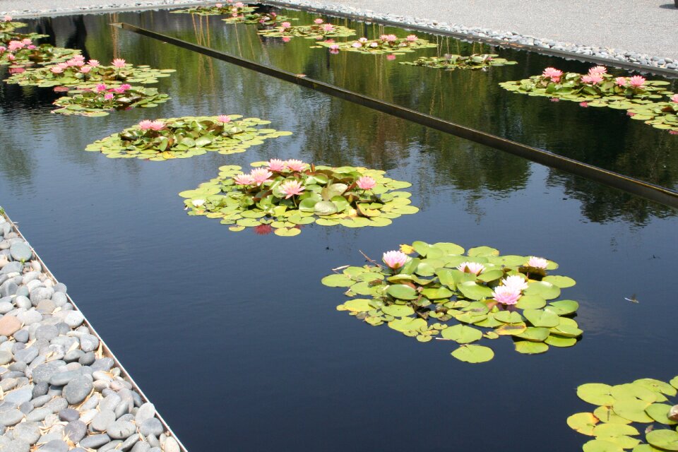 Bloom landscape lilly pad