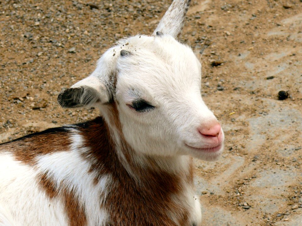 Livestock animal cute