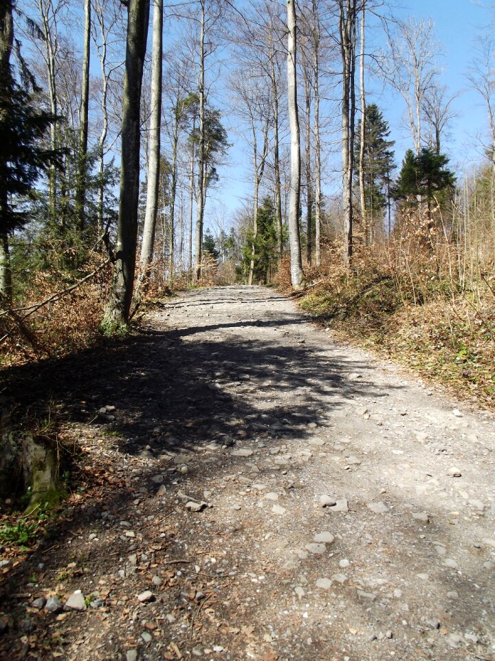 Nature trail landscape