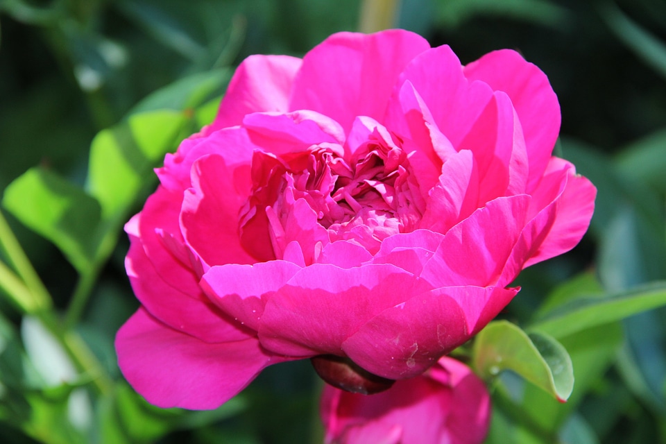 Blossom bloom peony