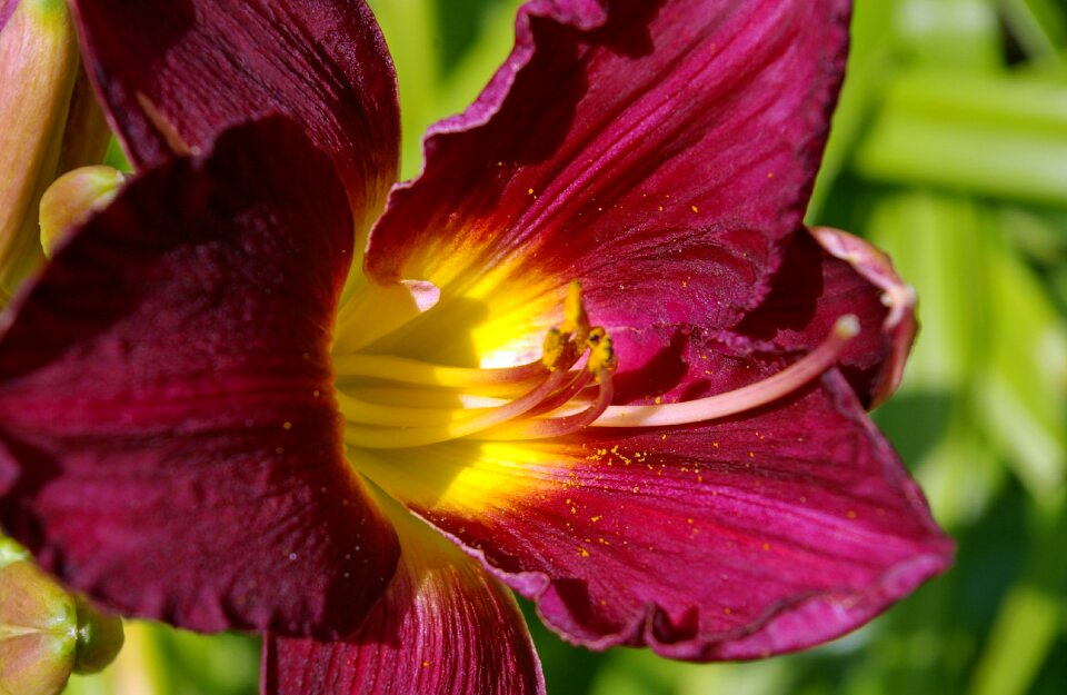 Plant blossom bloom
