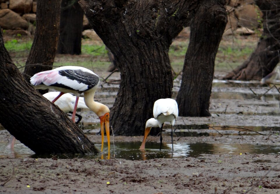 Spoonbill bird wader