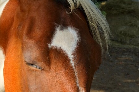 Animal eyes friendly