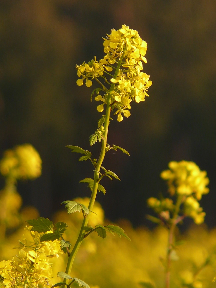 Bloom plant yellow