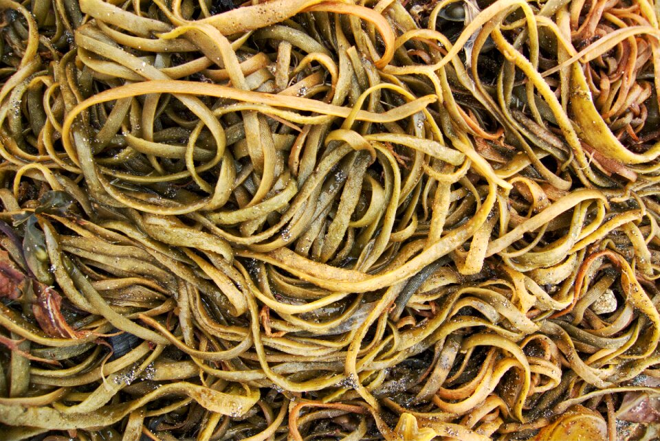 Ribbon marine shore