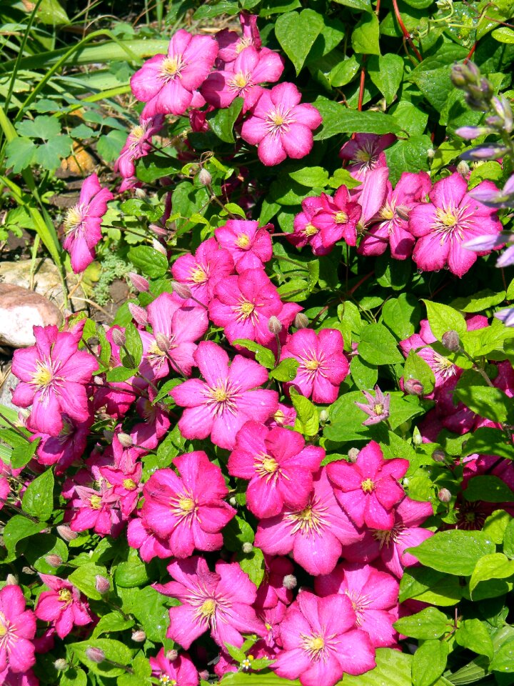 Flower pink flower leaves