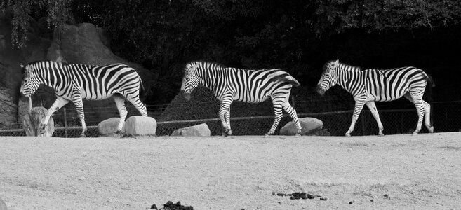 Striped animal world nature
