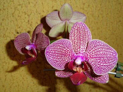 Orchid flowers garden