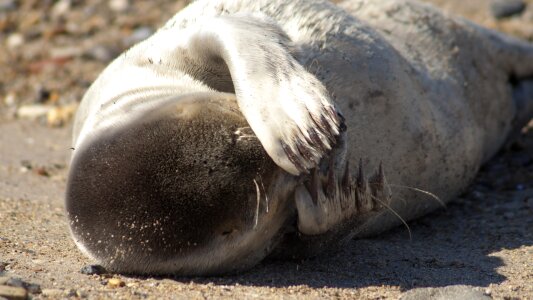 Helgoland seal beach