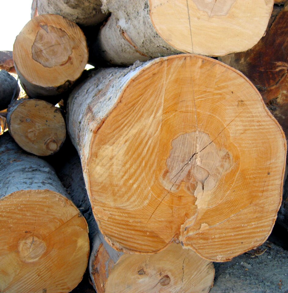 Lumber tree wooden