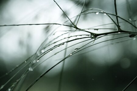 Pine nature plant photo