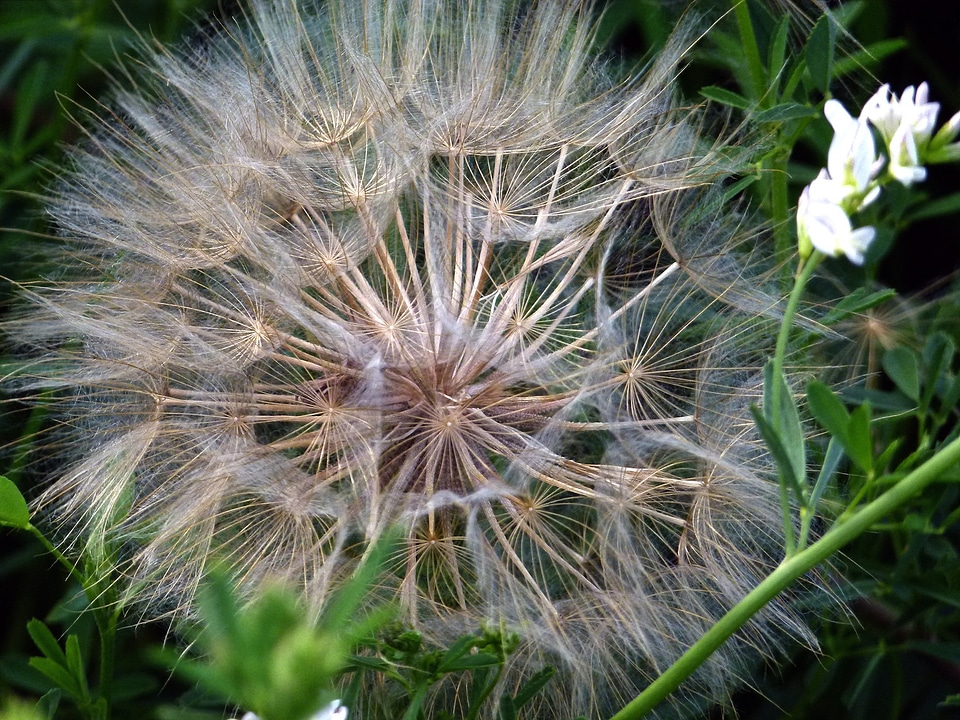 Plant flower nature