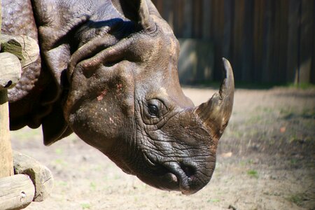 Planckendael zoo animal portrait