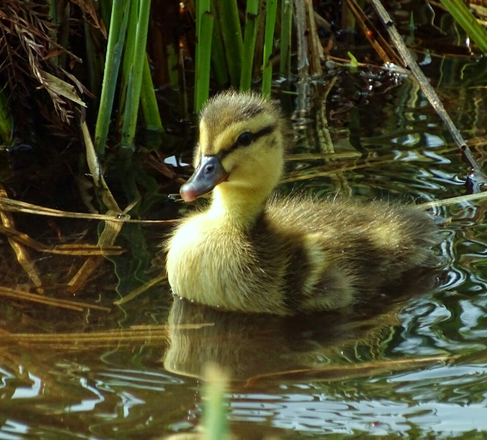 Water small pond