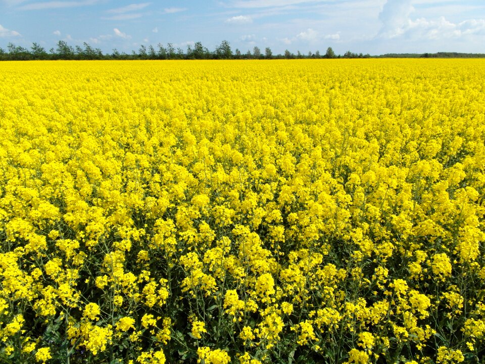 Nature natural meadow