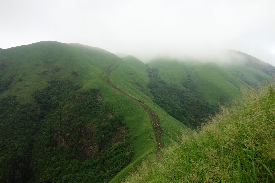 Wugongshan cloud vegetation