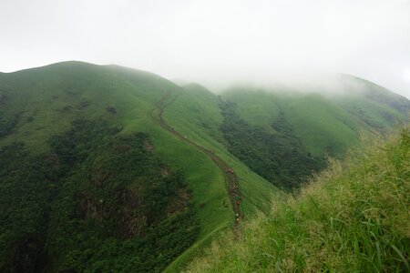 Wugongshan cloud vegetation