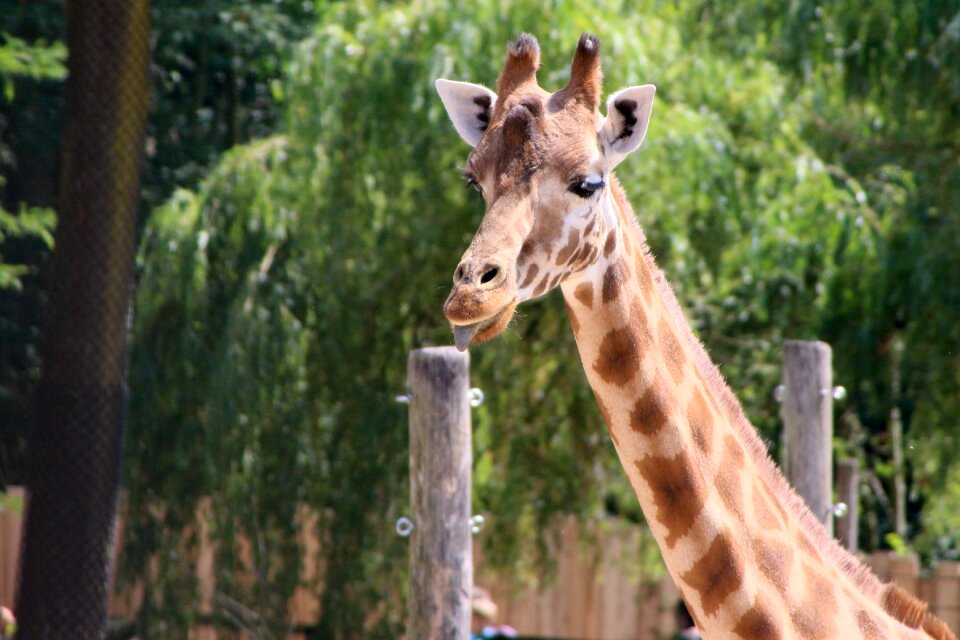 Planckendael giraffe animal