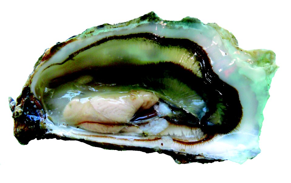Charente-maritime the boucholeurs contoured