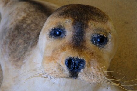 Seal meeresbewohner nature