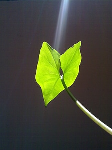 Ray of light sun plant photo