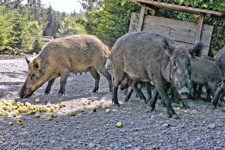 Boar bache sow