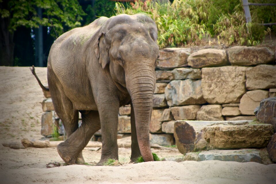 Planckendael elephant zoo