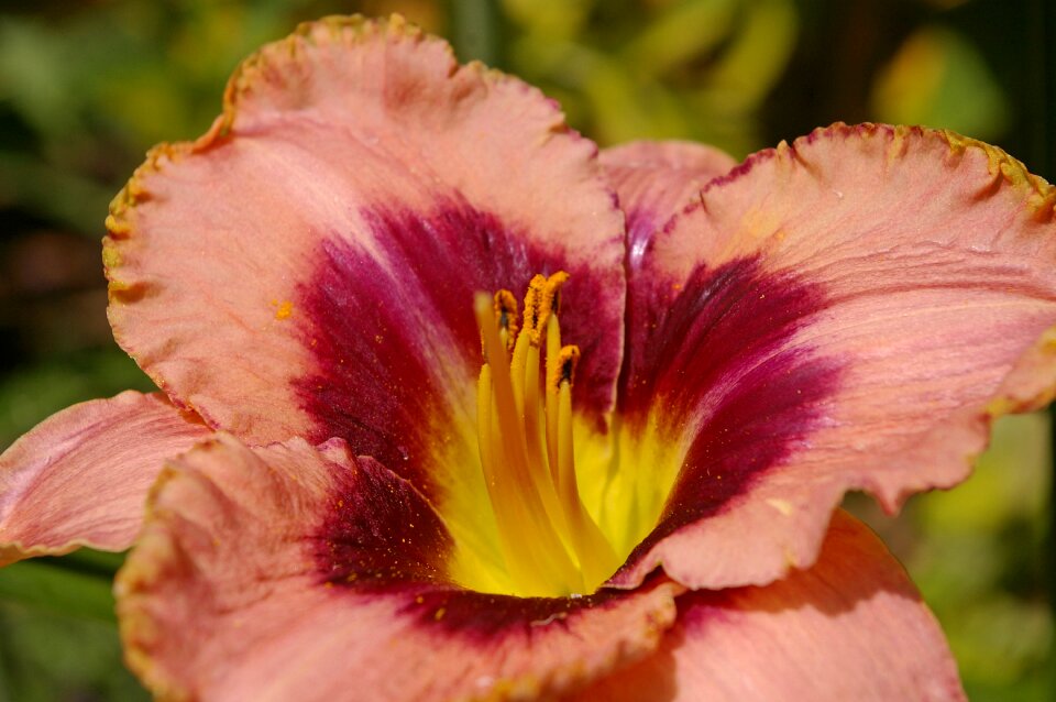 Plant blossom bloom