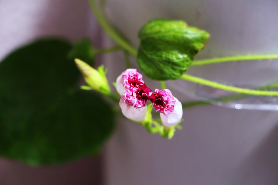 Plant nature garden
