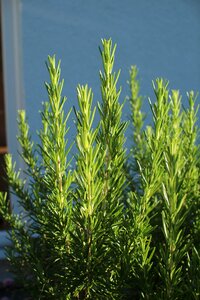 Spice culinary herbs food