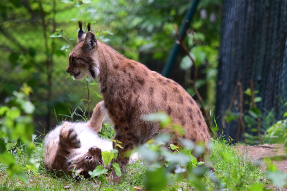 Wildcat eurasischer lynx predator