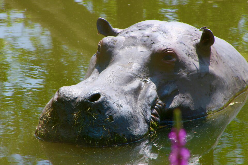 Planckendael zoo hippopotamus