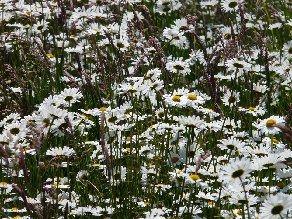 Bloom white meadow margerite