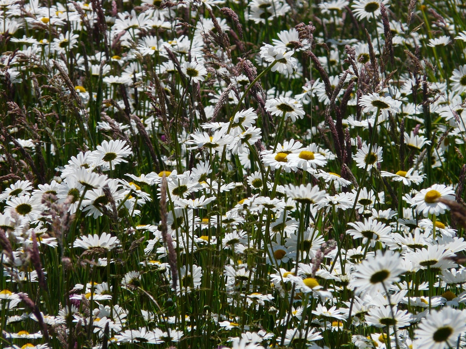 Bloom white meadow margerite photo