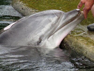Lagoon trust show