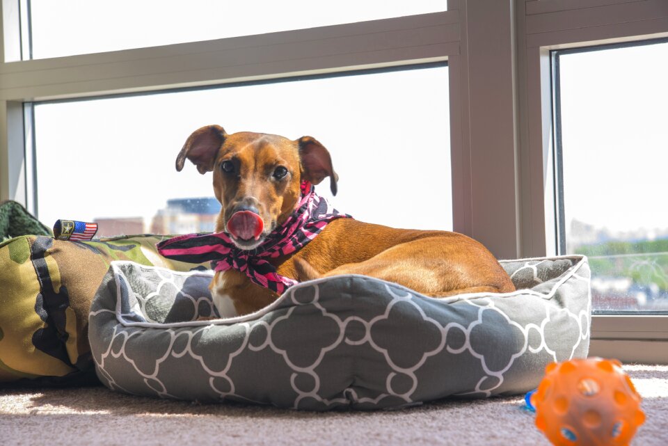 Whippet toy window