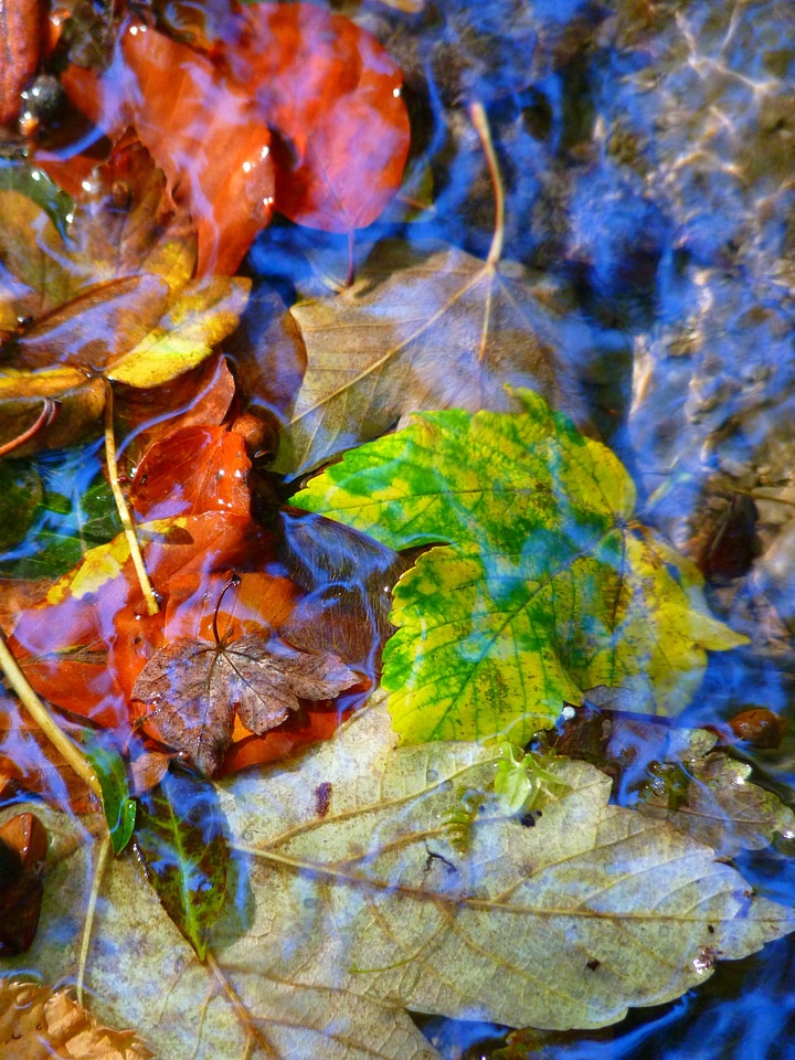 Autumn water color
