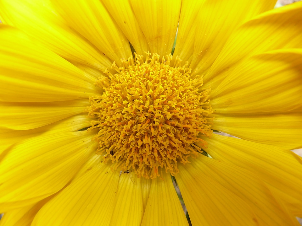 Sonnentaler flora yellow