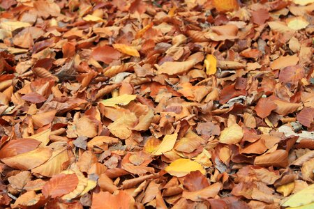 Leaves in the autumn fall foliage fall color