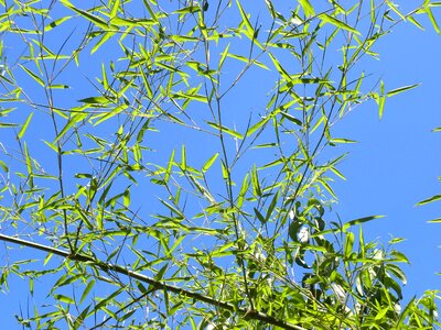 Blue nature green