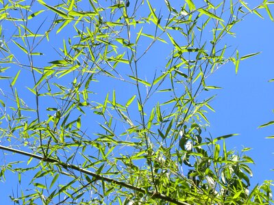 Blue nature green photo