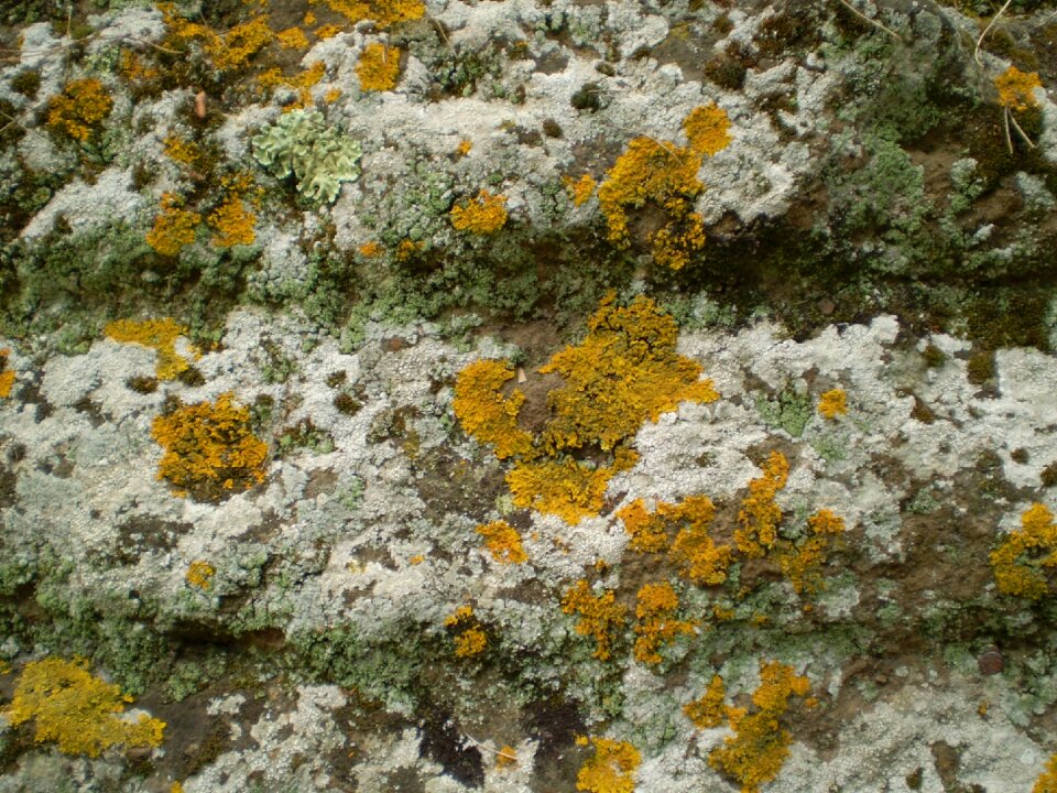 Background texture nature
